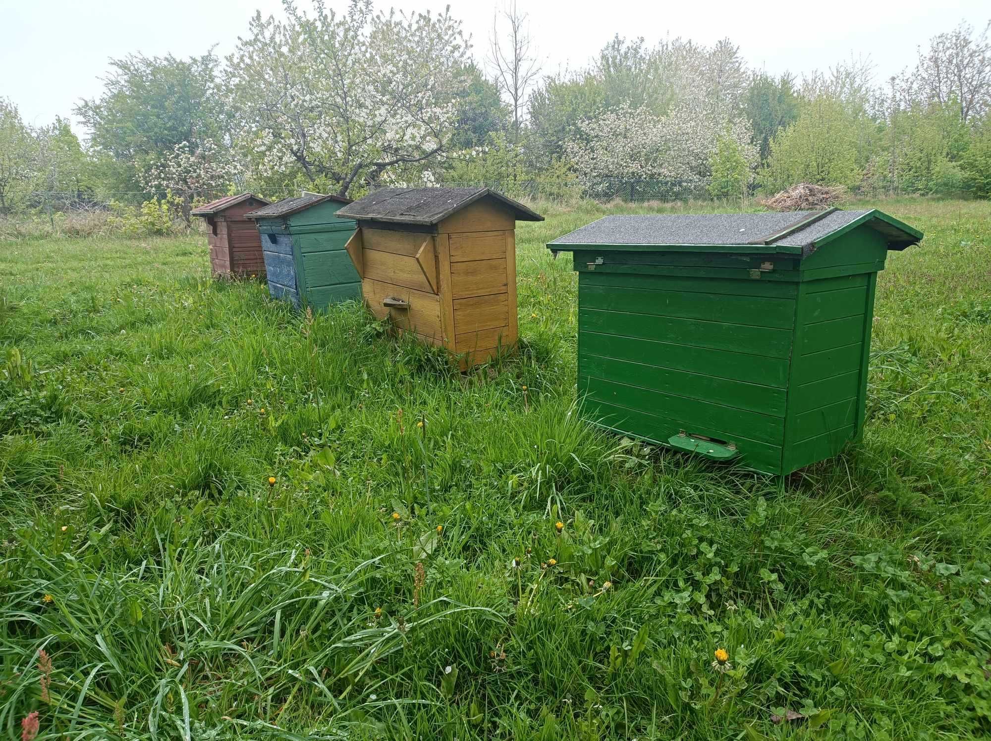 Ule warszawskie poszerzane z rodzinami pszczelimi