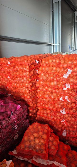 CEBULA żółta, czerwona