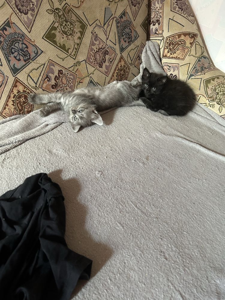 Котики безкоштовно