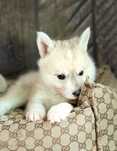 Pomsky ( Mini Husky )
