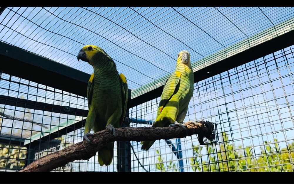 Amazona aestiva xanthopteryx
