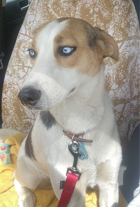 Прилаштовкється у добрі ручки !