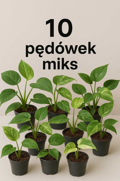 10 różnych odmian pędówek epipremnum monstera filodendron scindapsus