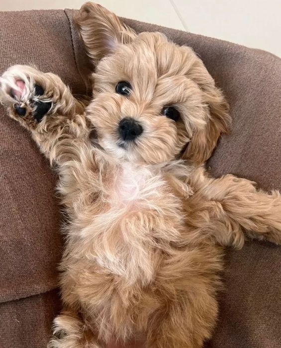 Собачка мальтипу ф1 дівчина