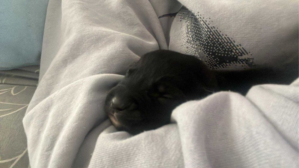 Szczeniaczki szukają domu