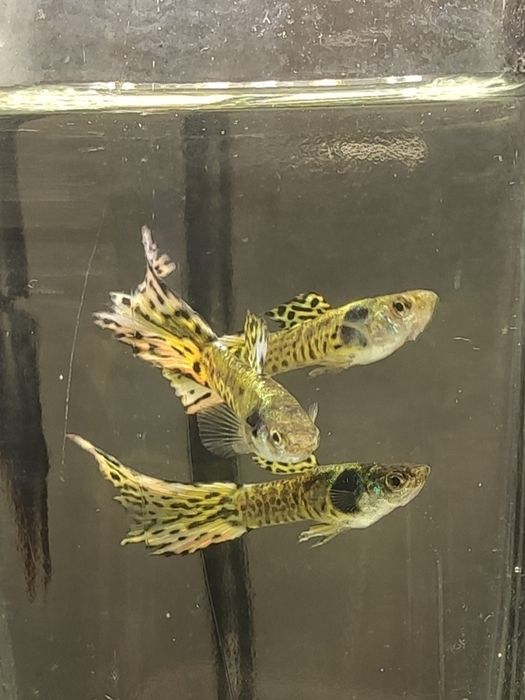Guppys de Linhagem – Leopard Yellow & Red Leopard
