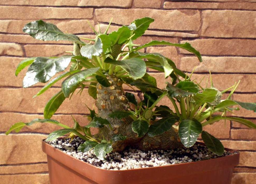 Каудексні рослини – Дорстенія. Дорстения. Dorstenia