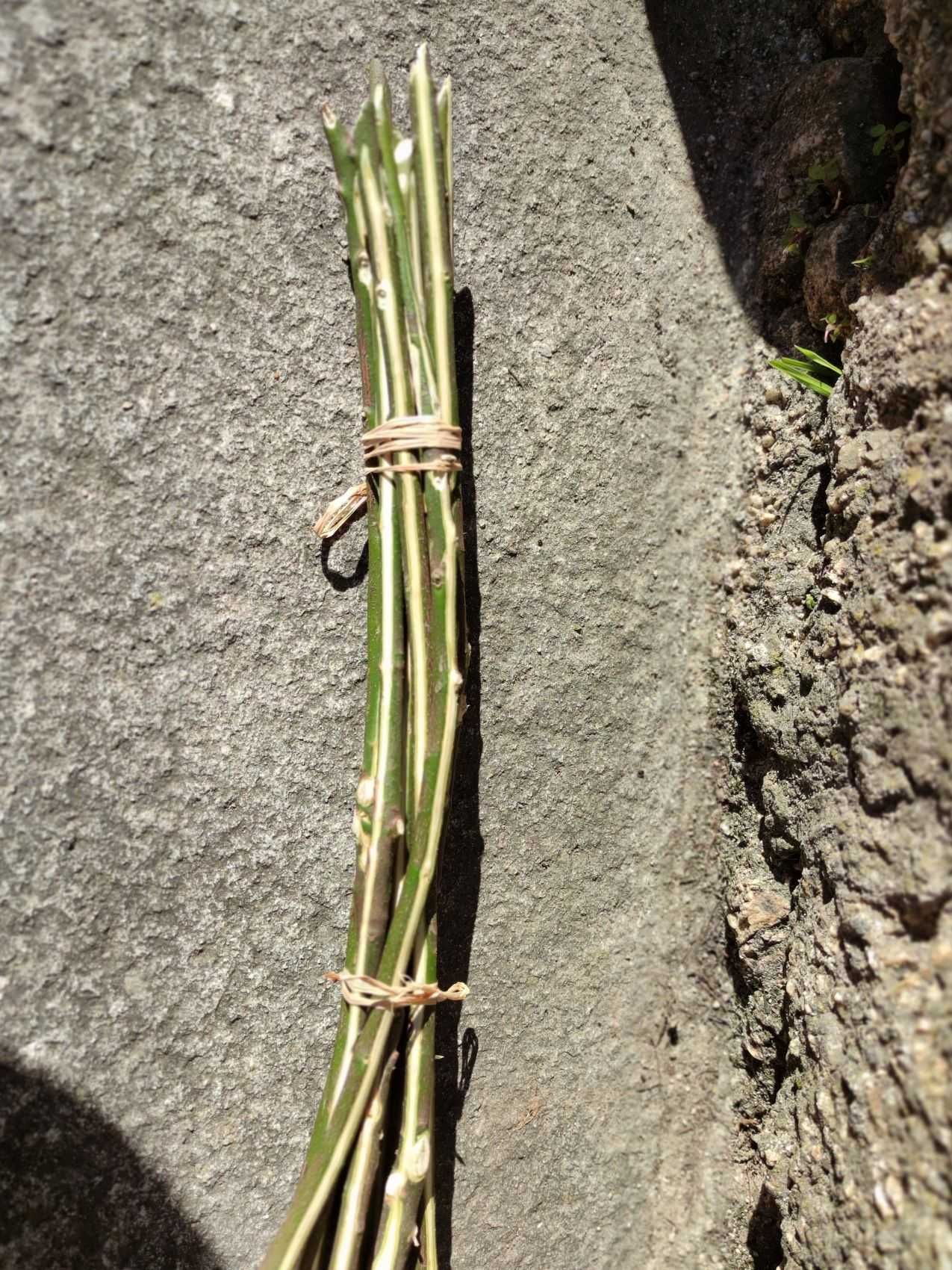 Paus para espetadas de Louro 10un, 30cm