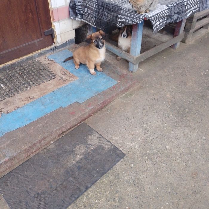 Віддам безкоштовно три дівчинки