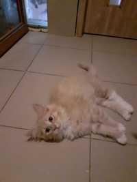 Kremowa kotka Syberyjska z rodowodem