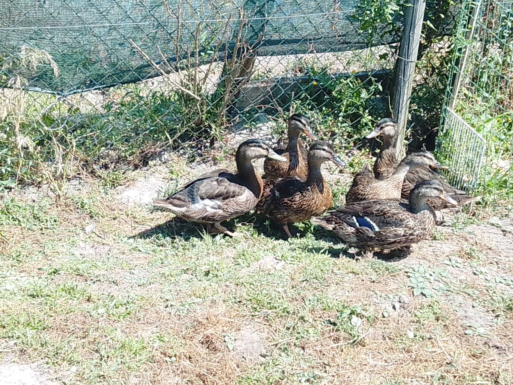 Venda Patos reais