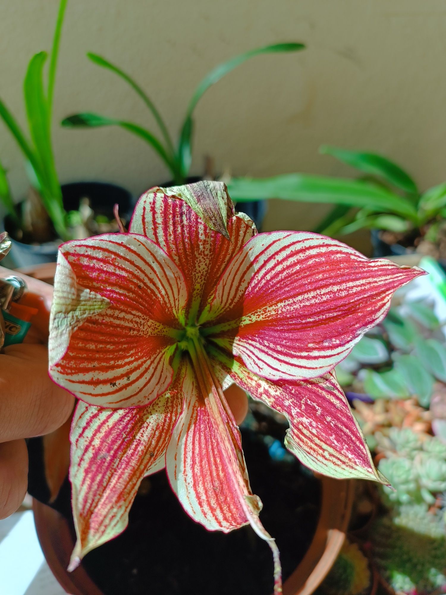 varias plantas e bolbos
