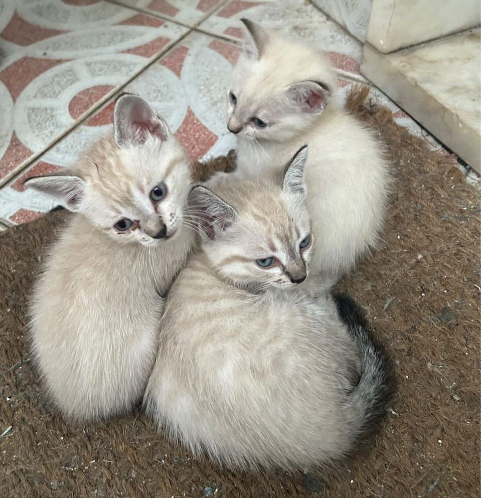 Gatinhas para adotar