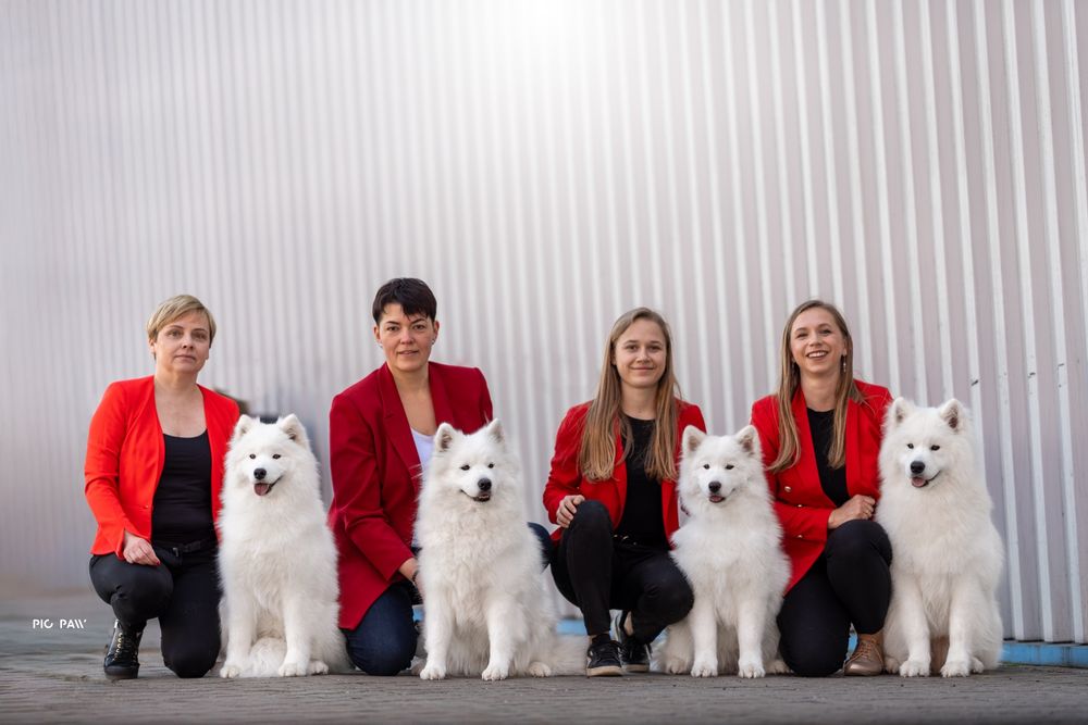 SAMOYED  kwiecień 2026 *Arctic Challenge Poland FCI*
