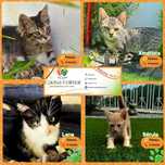 Gatinhos para adoção