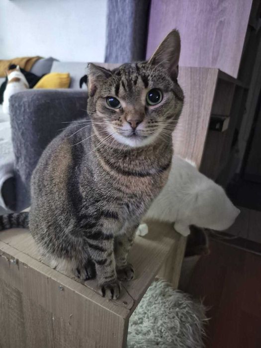 Kotki i kocurki do wyboru