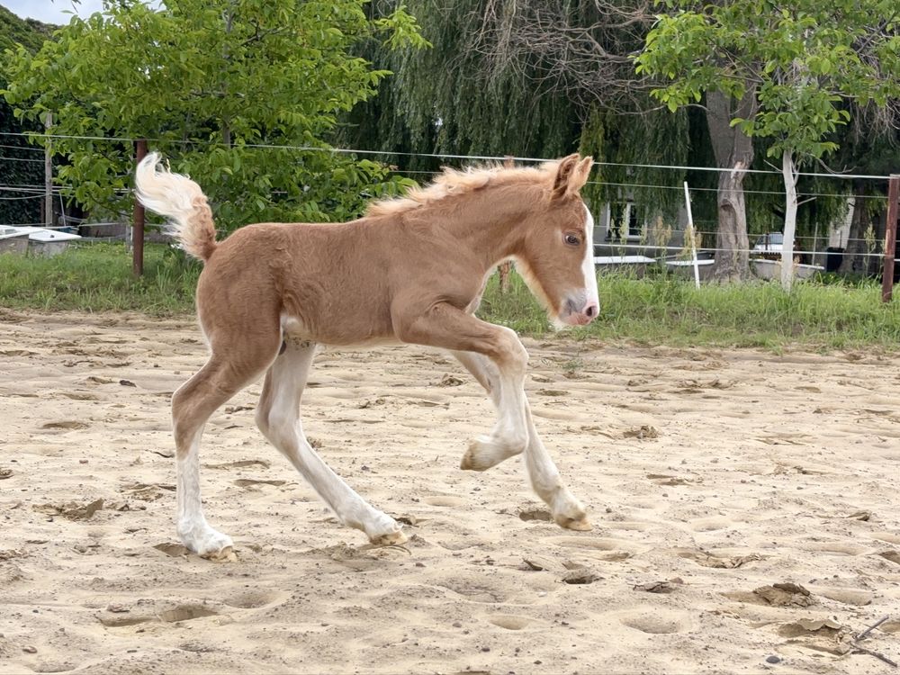 Ogierek Irish/Gypsy Cob do rezerwacji