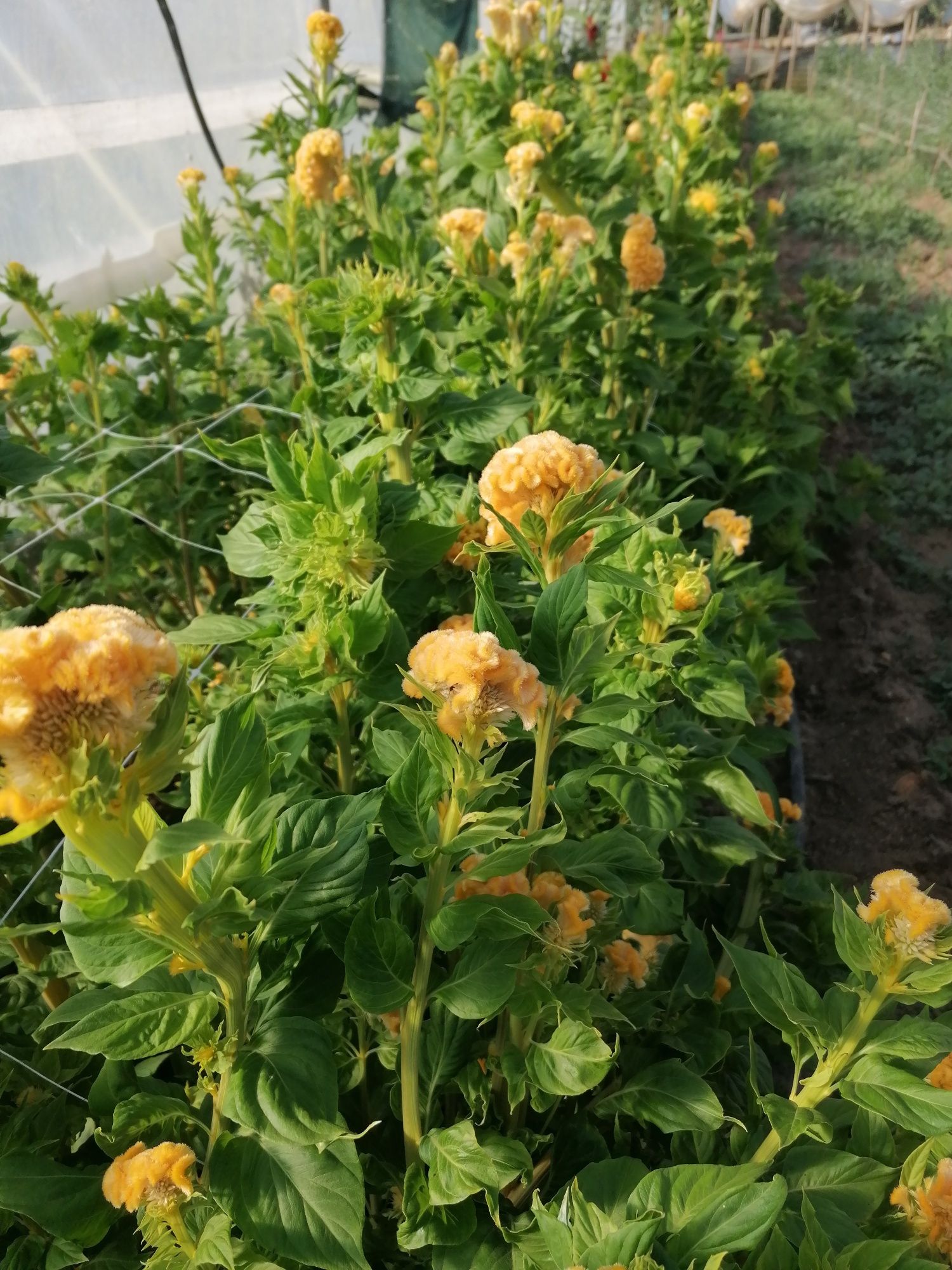 Flores de corte -