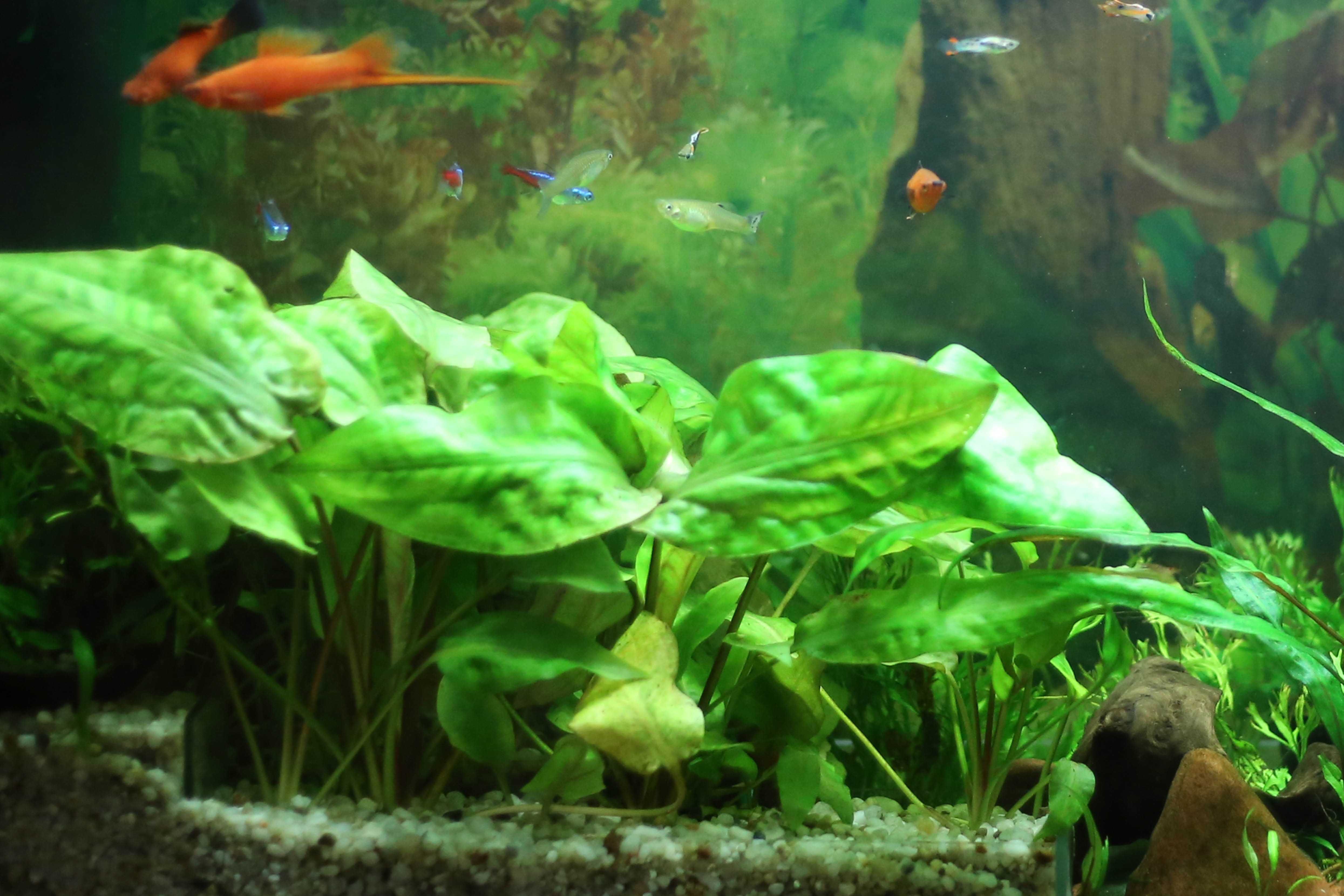 Rośliny akwariowe -cryptocoryne (zwartka) - wyprzedaż