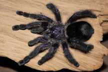 Sprzedam ptaszniki maluchy Avicularia purpurea L2!