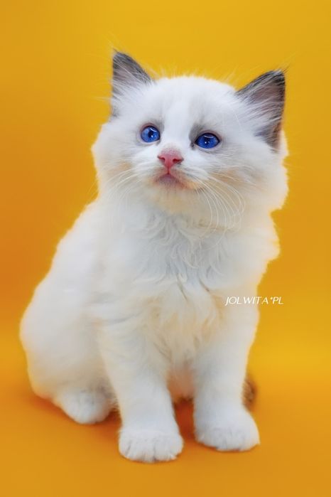 Kocurek ragdoll do rezerwacji