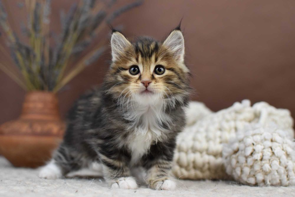 Kurylski Bobtail- Kocięta Rodowód FPL/FIFE- Hodowla Dynastia Kuryla*PL