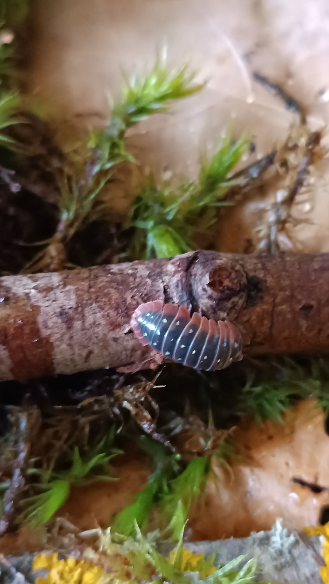 Armadillidium werneri мокриці