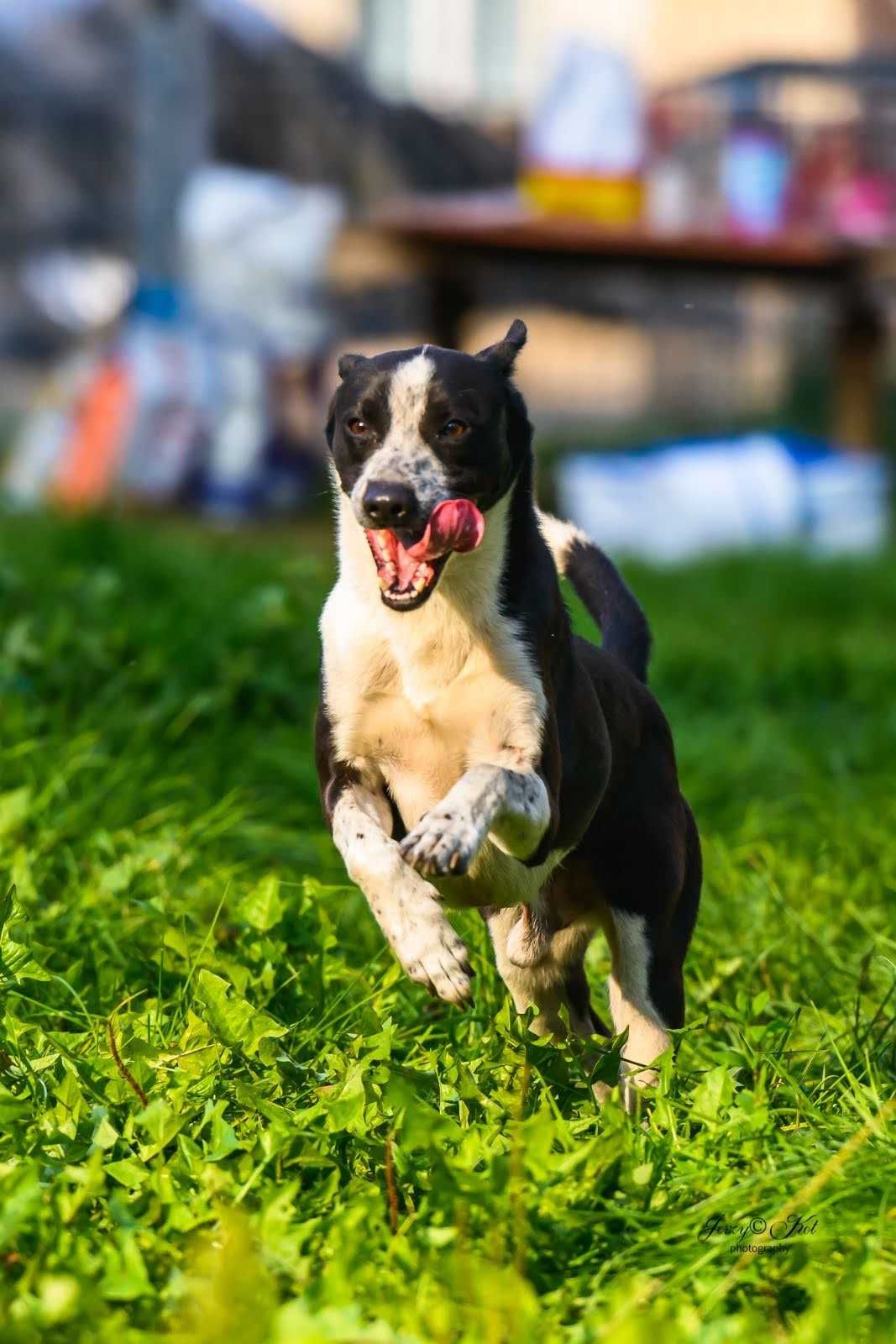 Border Collie krótkowłosy mix szuka domu