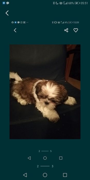 Szczeniaki rasy Shih-Tzu sunia