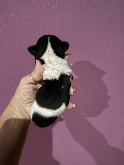 Menino “Chihuahua  lindissimo “ branco e preto”