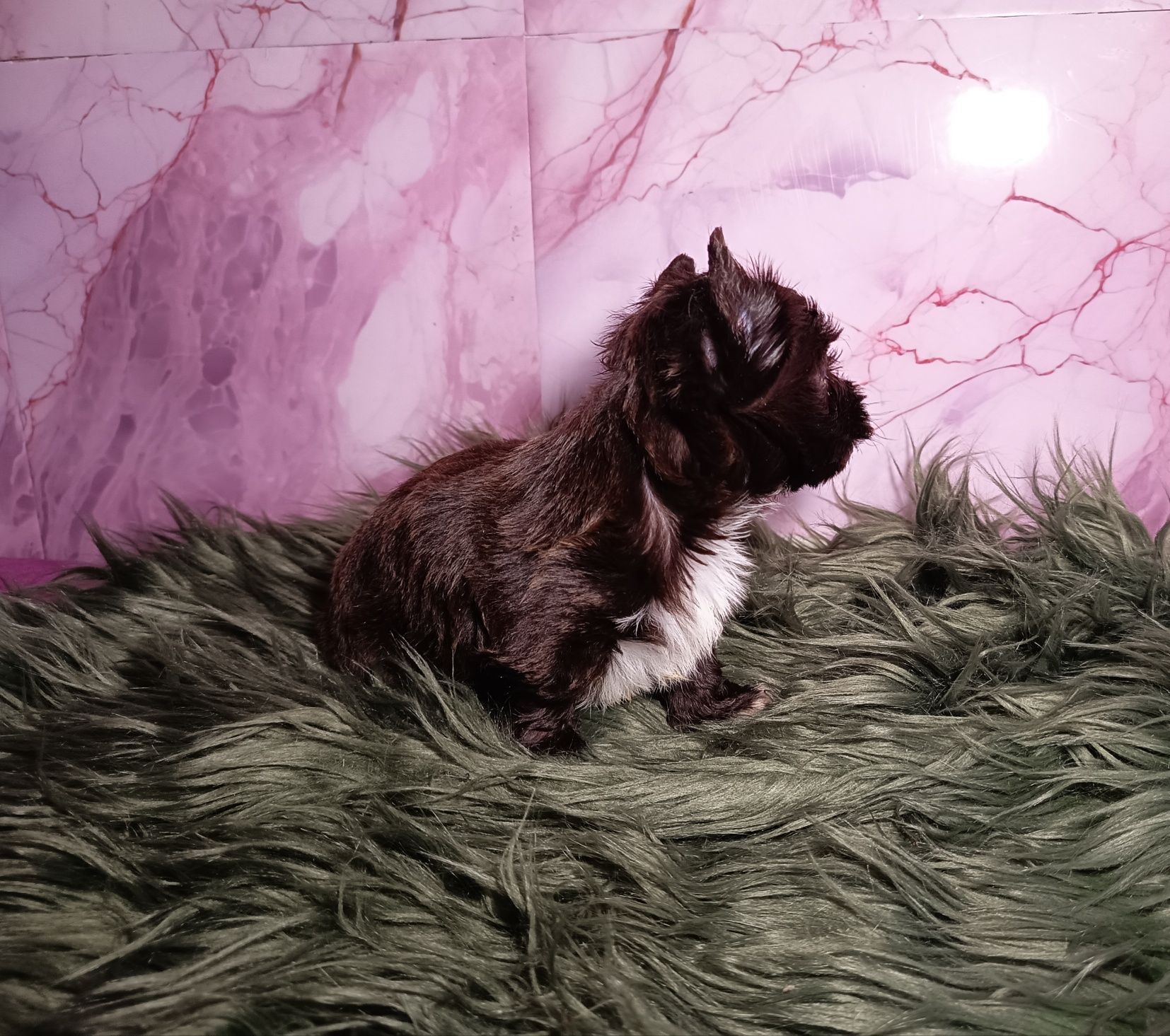Dark Choco Yorkshire Terrier ciemno czekoladowy-Piesek Chocolate