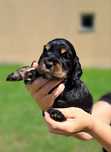Cocker spaniel angielski