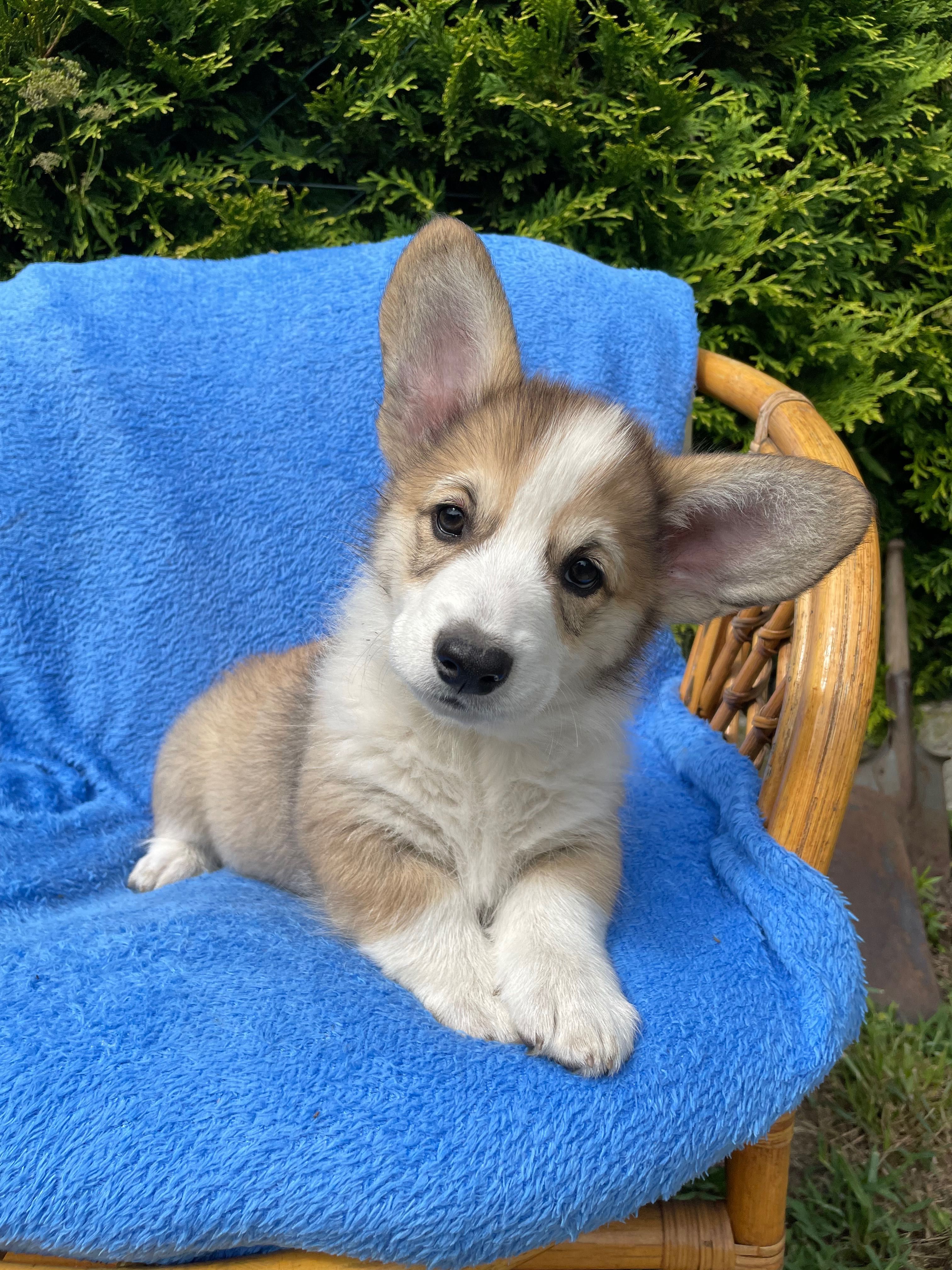 Samiec Welsh Corgi Pembroke