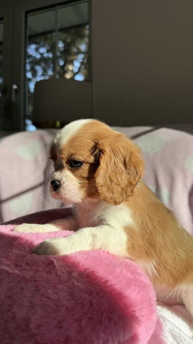 Chłopczyk Cavalier King Charles Spaniel z Rodowodem