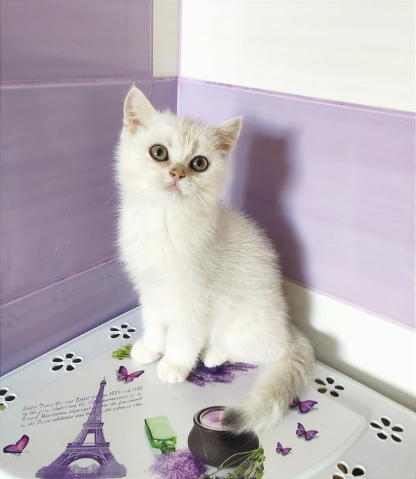 Серебриста шиншила