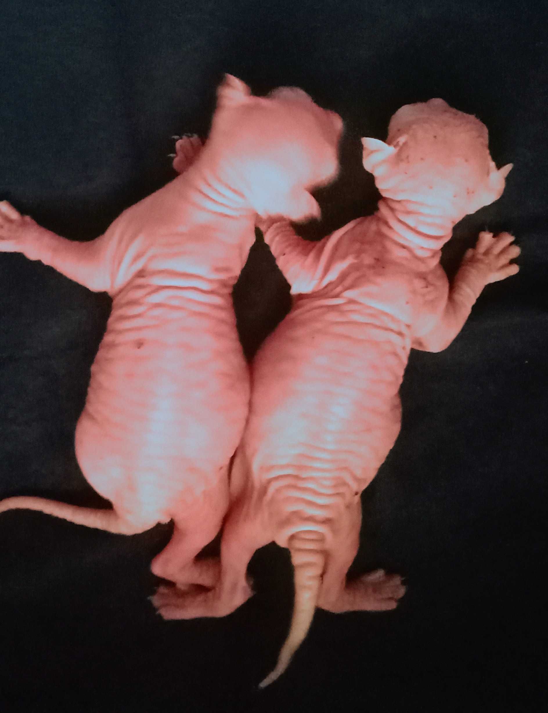 Sphynx de qualidade