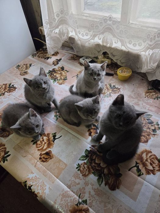 Животные (котята]