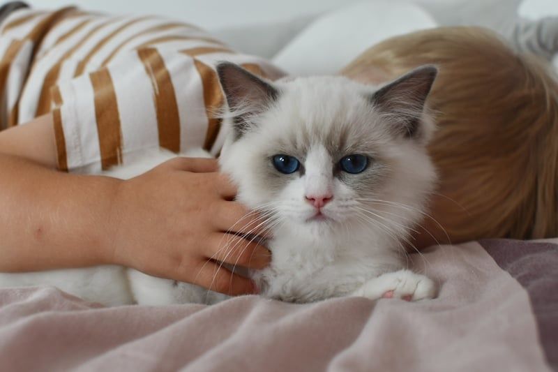 Kocurek kotka seal blue bikolor*wychowuje sie z dziećmi*Rodowód FPL