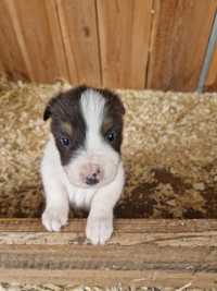 Piesek border collie