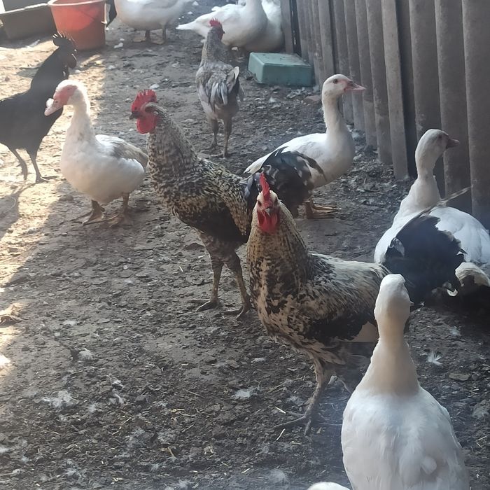 Петух рабочий яичной породы