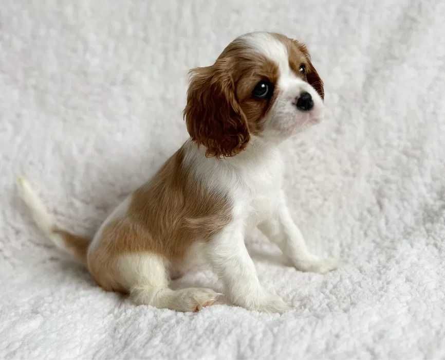 Cavalier King Charles