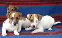 Jack Russell Terrier
