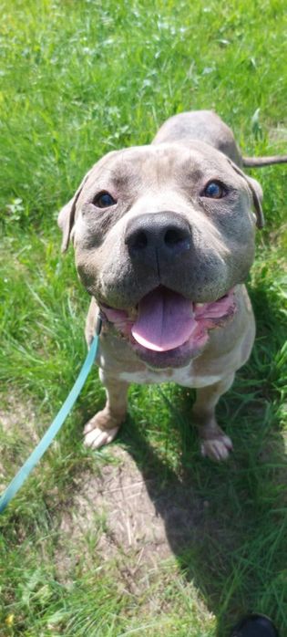 Lunek w typie american bully XL do adopcji!