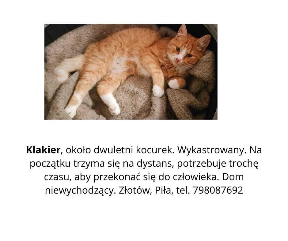 Kotki Misia i Ziaja czekają na dom
