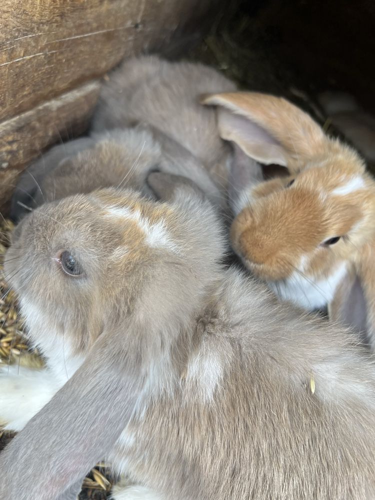 Króliki miniatorki baranki mini lop i zwykłe baranki i kaczke kanadyjk