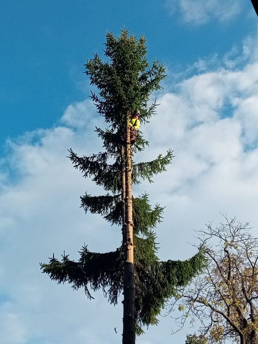 Wycinka drzew metodą alpinstyczna