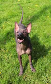 Suczka xoloitzcuintle xolo nagi pies meksykanski  standard