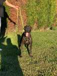 Cachorro 10 meses