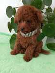 Pudel toy Red Brown z rodowodem