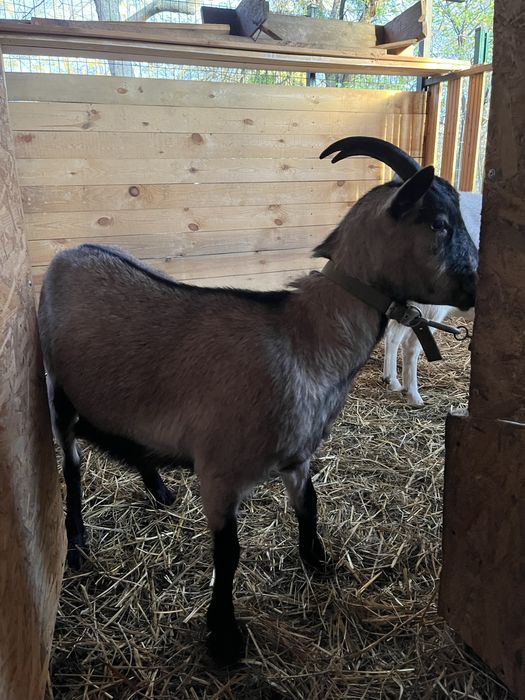 Продам кізочку від  альпійки